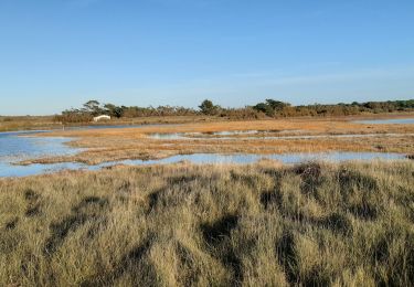 Randonnée Marche Bretignolles-sur-Mer - Auzance par le bord de mer retour par la dune - Photo