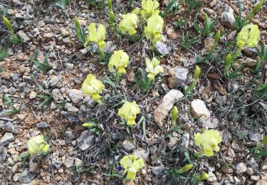 Tour Wandern Auriol - Les Encanaux - Crête de la Lare - Ravin des Infernets 2021-04-25 - Photo