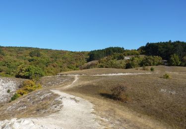 Randonnée A pied Budakeszi - Z+ (Normafa - Budakeszi - Fekete-hegyek, tisztás) - Photo