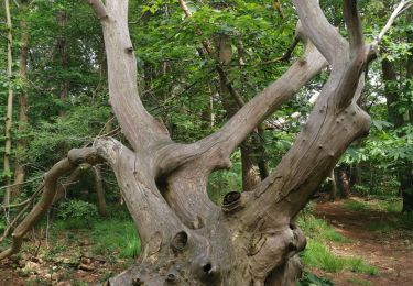 Trail Walking Sainte-Marguerite-sur-Mer - ste marguerite sur mer varengeville - Photo