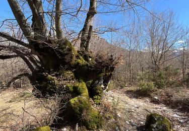 Tour Wandern Opi - Tratturo Regio Val Fondillo - Opi. Faggeta Unesco - Photo