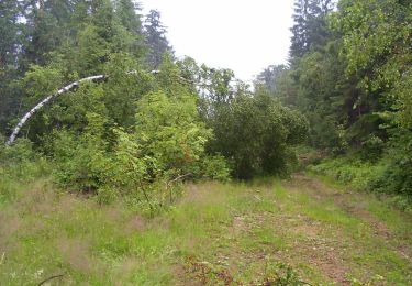 Tocht Te voet Sankt Oswald bei Haslach - Nordwaldkammweg Verbindungsweg V4 - Photo