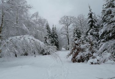 Trail Nordic walking Saint-Hubert - Balade hivernale dans les bois de Vesqueville - Photo