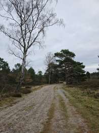 Tocht Stappen Landgraaf - A la découverte de Landraaf avec Koda 🐕🥾 - Photo