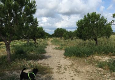 Trail Walking Torreilles - Torreilles plage -Torreilles village  - Photo