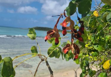 Trail Walking Port-Louis - Port Louis - Photo