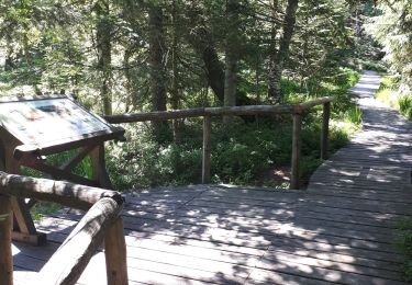 Tocht Stappen Wildenstein - Du Col de Bramont au Drumont - Photo