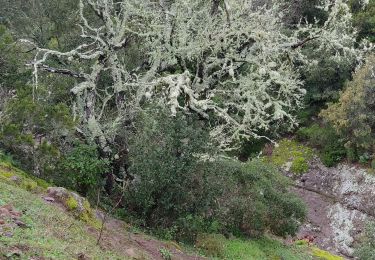 Tocht Stappen Mandelieu-la-Napoule - oppidum de Martin - Photo