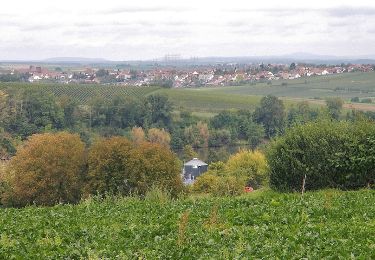 Tocht Te voet Ilsfeld - SB3 Vom Neckar zur Schozach - Photo