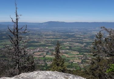 Trail Walking Cruseilles - saleve 21 05 20 - Photo