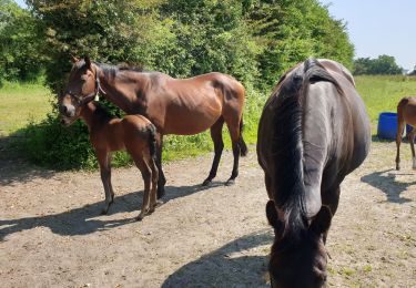 Randonnée Marche Blainville-sur-Mer - Agon coutainville - Photo