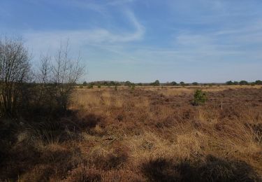 Tour Zu Fuß Eersel - Cartierheide Paars - Photo