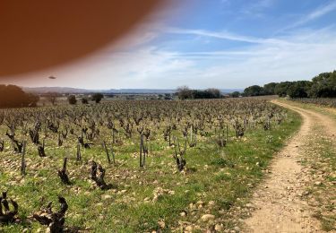 Percorso Marcia Sorgues - Balade dans les vignes de Châteauneuf-du-Pape - Photo