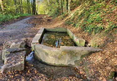 Tocht Stappen Jemeppe-sur-Sambre - Spy 051124 - Photo