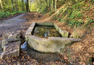 Tour Wandern Jemeppe-sur-Sambre - Spy 051124 - Photo