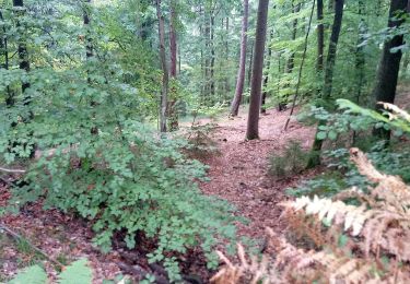 Randonnée A pied Freudenberg - Liebliches Taubertal 1 - Photo