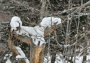 Tocht Sneeuwschoenen Azet - st Lary voiture puis col d'Aspin en raquettes - Photo