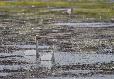 Tocht Te voet  - Skolleden - Photo