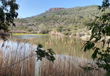 Tocht Mountainbike Fréjus - Esterel 7  : Fait 2022 avec C et E  - Photo