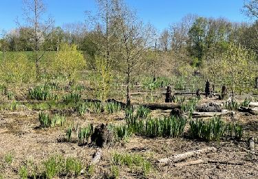 Trail Walking Roanne - Le Coteau - Parc de Varennes - Photo