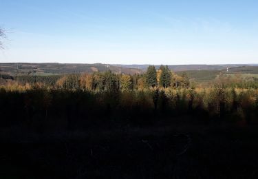 Trail Walking Lierneux - Reharmont 061120 - Photo