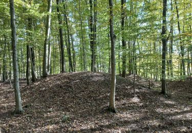 Tour Zu Fuß Tieschen - Weinbergweg - Photo