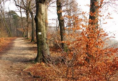 Trail On foot Unknown - Normafa Kardioösvény (Normafa - János-hegy - Normafa) - Photo