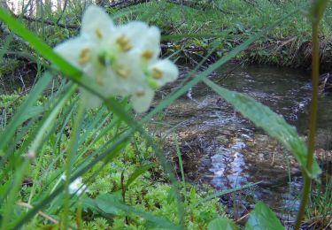 Trail On foot Niederdorf - Villabassa - IT-16 - Photo