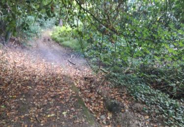 Randonnée Marche Guipel - 29.07.2019 Foret de Tanouarn - Photo