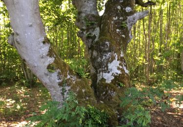 Tocht Stappen Fenioux - Fenioux 2 - Photo