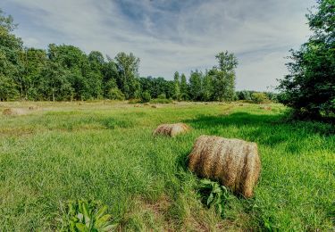 Tocht Te voet Hasselt - Grenspad W700 groen - Photo