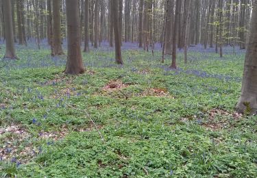 Percorso A piedi Braine-le-Château - 1 : Promenade de la seigneurie Deschamps - Photo