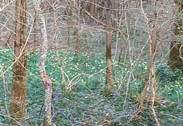 Percorso Marcia Ozenay - Ozenay les jonquilles 2 col de beaufer page 64 - Photo