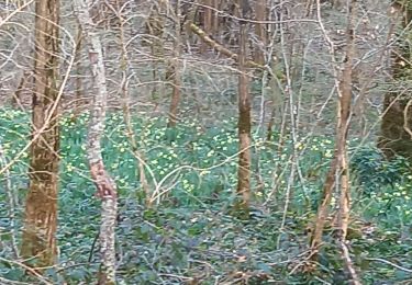 Tour Wandern Ozenay - Ozenay les jonquilles 2 col de beaufer page 64 - Photo