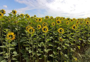 Tour Wandern Souligny - Souligny 14,3km le 10.08.2021 - Photo