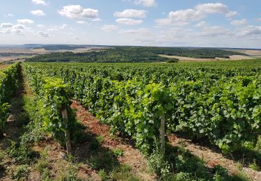 Tocht Stappen Montgueux - Mongueux: Boucle en Champagne - Photo