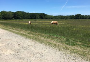 Randonnée Marche Rivière-Saas-et-Gourby - Rivière Saas et GOURBY 2 - Photo