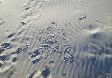 Randonnée A pied Borkum - Deich- und Salzwiesenweg - Photo