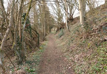 Tour Wandern Profondeville - Arbre 250221  - Photo