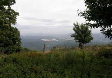 Trail On foot District of Piešťany - Lazová 100 - Photo