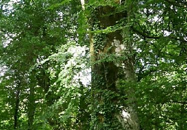 Randonnée Marche Lacombe - En forêt de la Loubatière - Photo