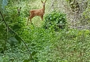 Trail Walking Champagne-sur-Oise - Jouy Champagne Tour du laye Les Mennevilles - Photo