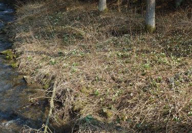 Excursión A pie Stolpen - Märzenbecher-Rundweg Heeselicht - Photo