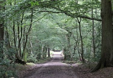 Trail On foot Broxbourne - Broxbourne Woods NNR Trail - Photo