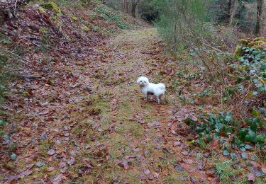 Randonnée Marche Fouday -  Fouday. Chemin de follie. - Photo