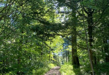 Randonnée Marche Villers-la-Ville - Villers-la-Ville - promenade derrière le Chalet de la Forêt  - Photo