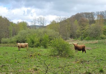 Randonnée Marche Malmedy - Malmedy - Baugnez - Photo