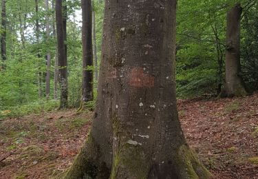 Tour Wandern Bézu-la-Forêt - bézu la forêt  - Photo