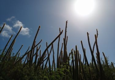 Tour Wandern Sainte-Anne - Savane des Pétrifications 2 - Photo