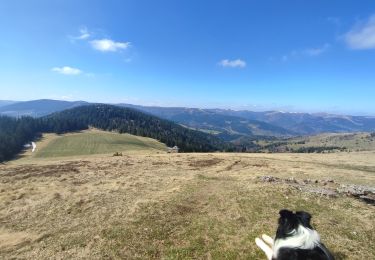 Trail Walking Wasserbourg - wasserbourg - le sommet du petit ballon  - Photo